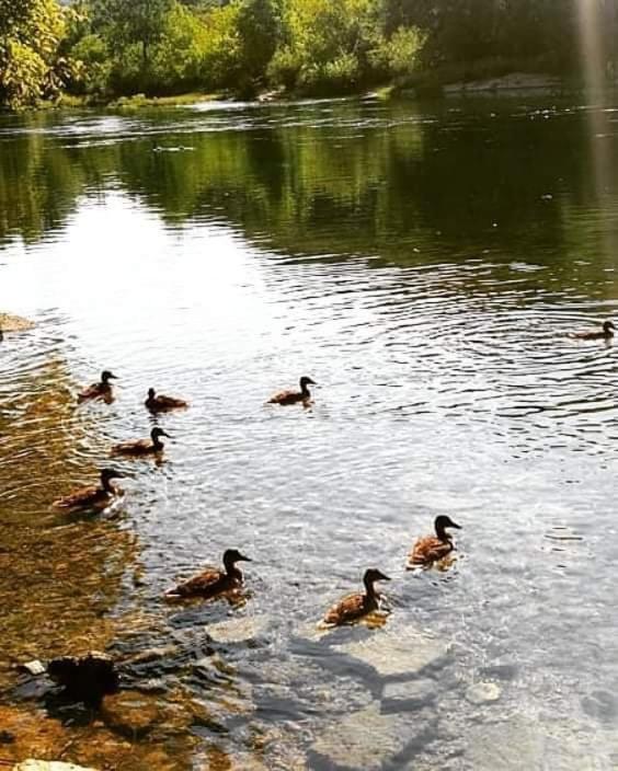 Flora&Fauna Bihać エクステリア 写真